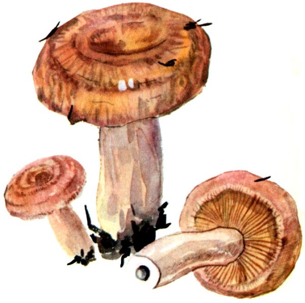 Гриб волнушка для детей