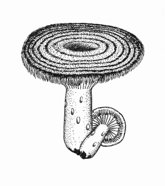 Раскраска гриб волнушка