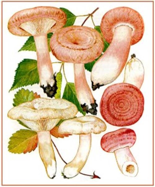 Гриб волнушка ботаника