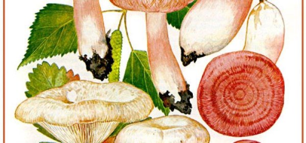 Волнушка гриб рисунок