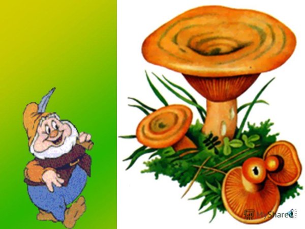 Гриб волнушка для детей