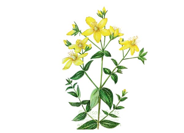 Зверобой продырявленный (обыкновенный)