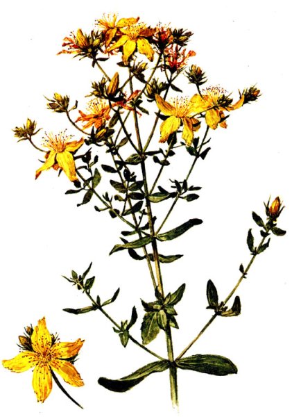 Зверобой продырявленный плод