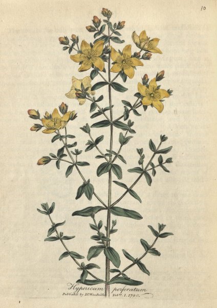 Зверобой трава лечебные 2 класс