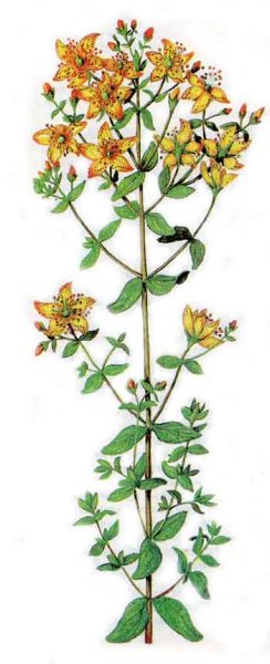 Зверобой продырявленный ботаника