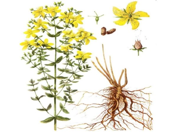 Гиперикум перфоратум