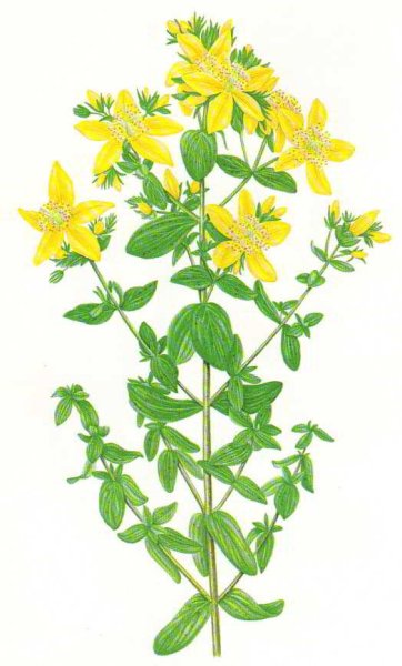 Зверобой пронзеннолистный