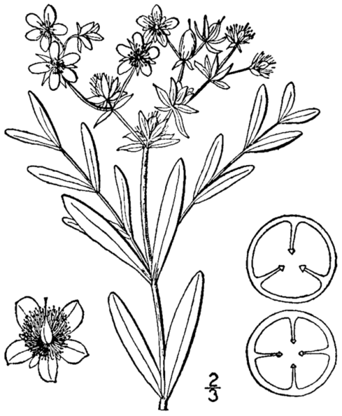 Herba- зверобоя трава)