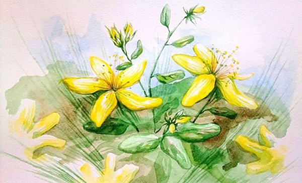 Зверобой продырявленный листья