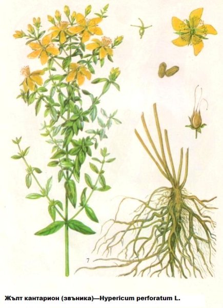 Зверобой продырявленный ботаника