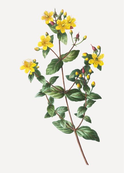 Трава зверобоя продырявленного