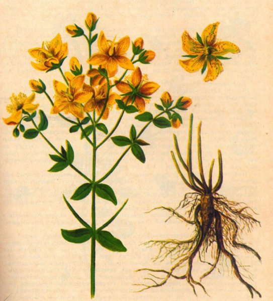 Зверобой продырявленный гербарий