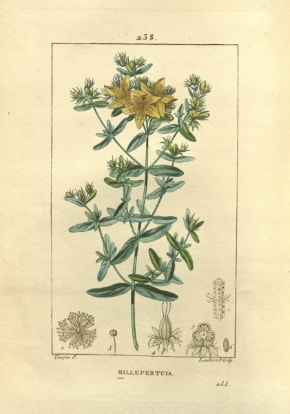 Зверобой четырехгранный