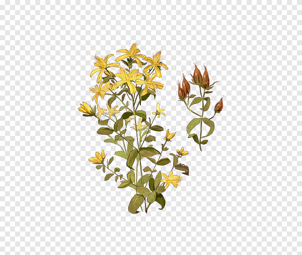 Зверобой пятнистый ботаника