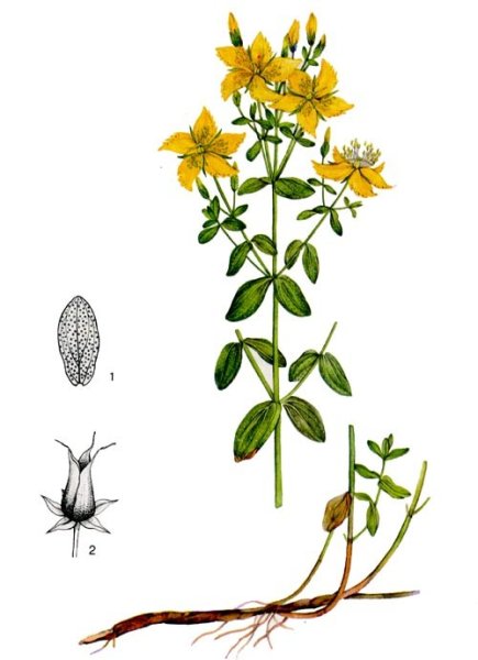 Зверобой продырявленный раскраска