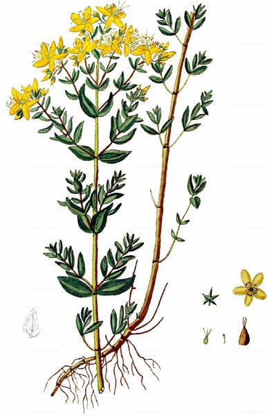 Зверобой продырявленный чб