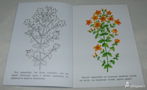 Зверобой продырявленный карандашом