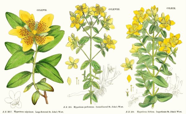 Ветка зверобоя