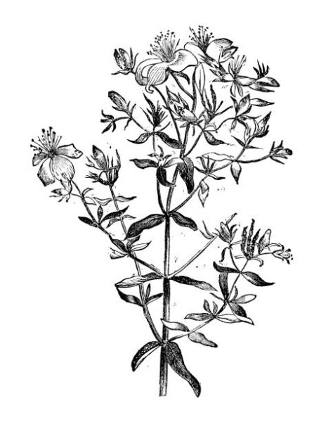 Зверобой Графика