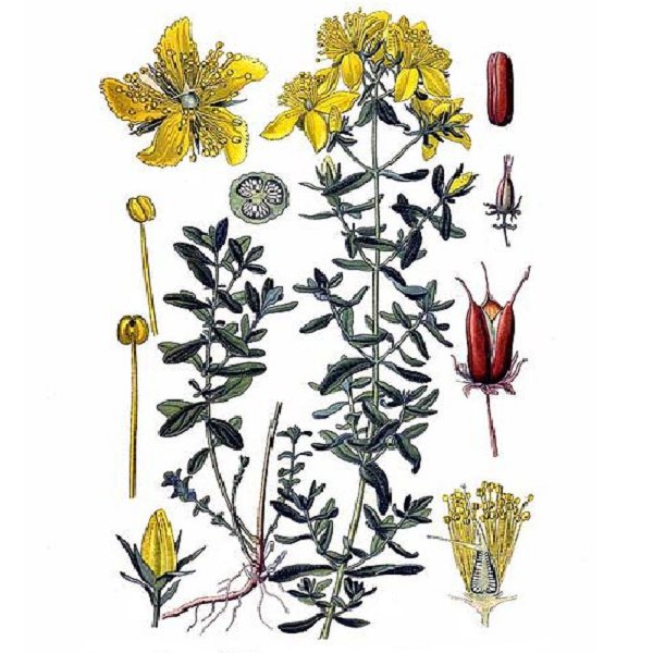 Зверобой продырявленный рисунок