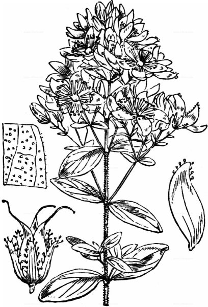 Зверобой продырявленный рисунок