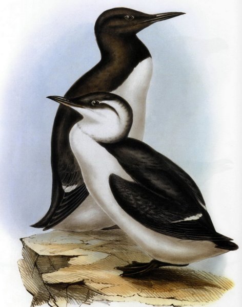 Чайка Гагарка