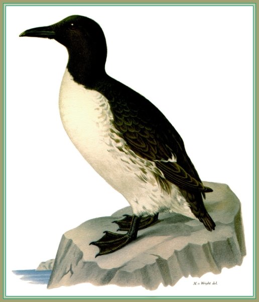 Бескрылая Гагарка