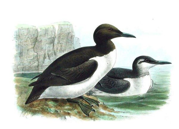 Чайка кайры тупик гагарки