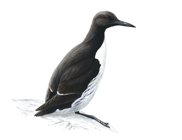 Кайра птица