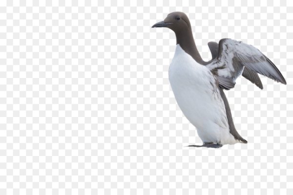 Кайра птица на белом фоне