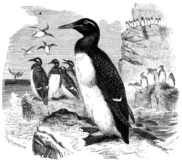 Птица кайра рисунок