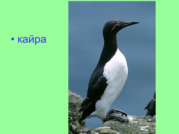 Обитатели арктической пустыни кайра