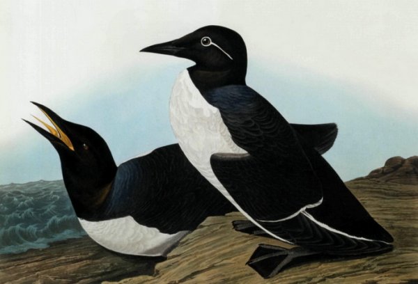 Кайра животное арт легкий