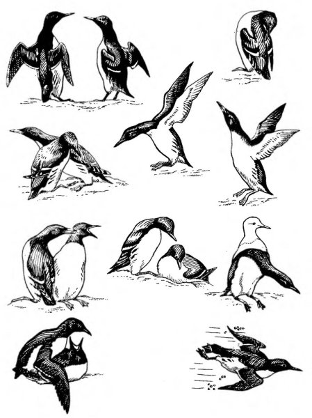 Кайра птица