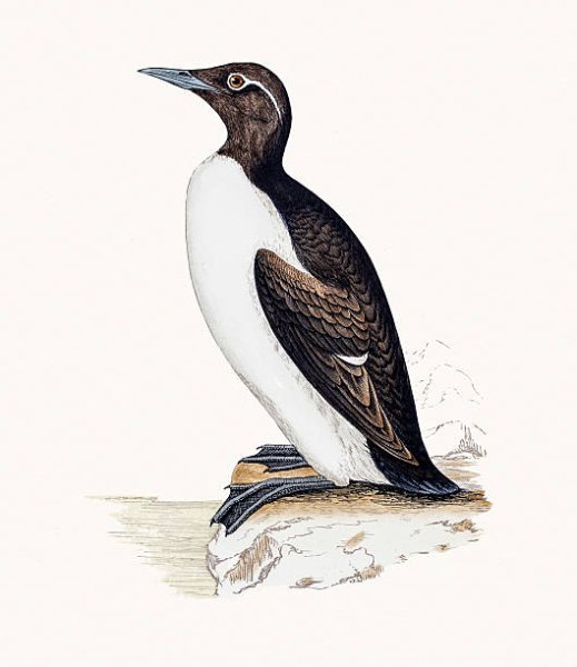 Pelecanoides urinatrix