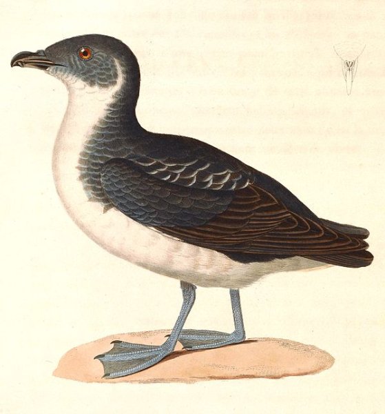 Кайра рисунок для детей