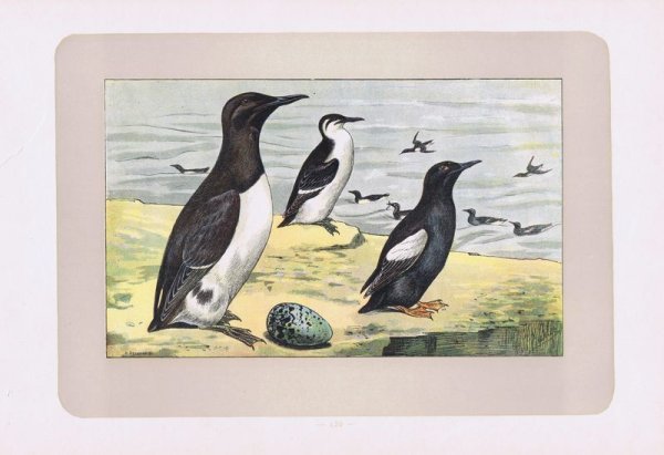 Рисунок кайры в Арктике