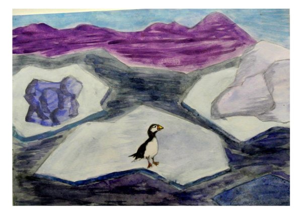 Тонкоклювая, или длинноклювая, кайра Uria aalge