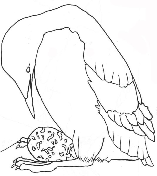 Кайра птица нарисовать