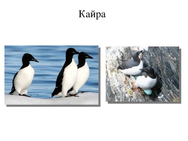 Птица кайра рисунок