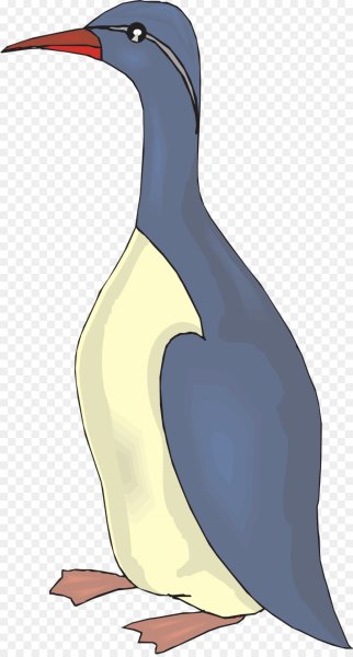 Тонкоклювая кайра