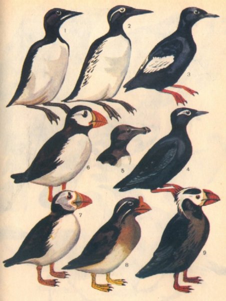 Кайра птица энциклопедия