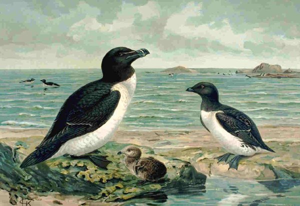 Северо-атлантическая тонкоклювая кайра