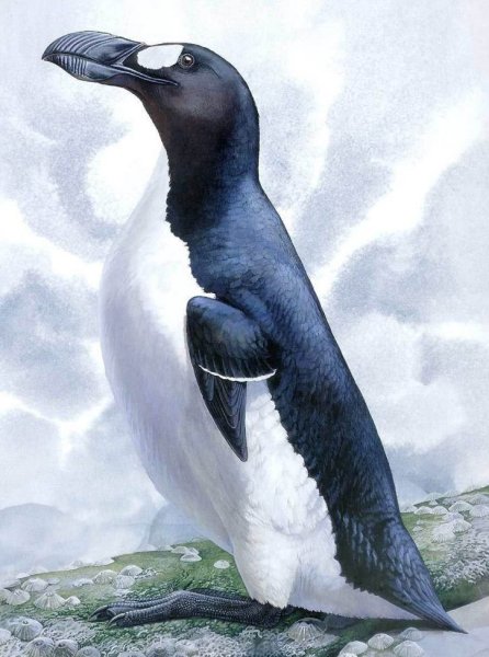 Бескрылая Гагарка красная книга