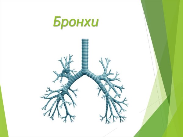 Бронхи строение и функции
