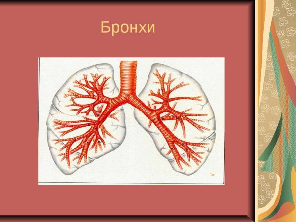 Бронхи человека