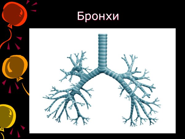 Бронхи интересные факты