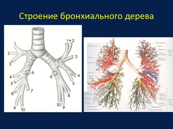Бронхи строение бронхиальное дерево