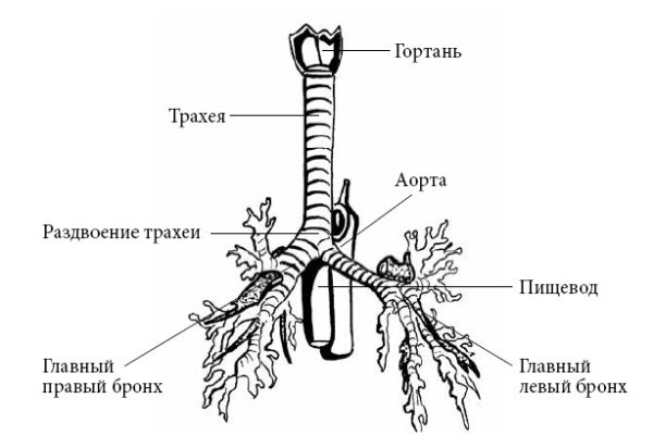 Гортань трахея бронхи строение
