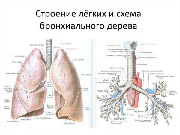Бронхи левого лёгкого анатомия